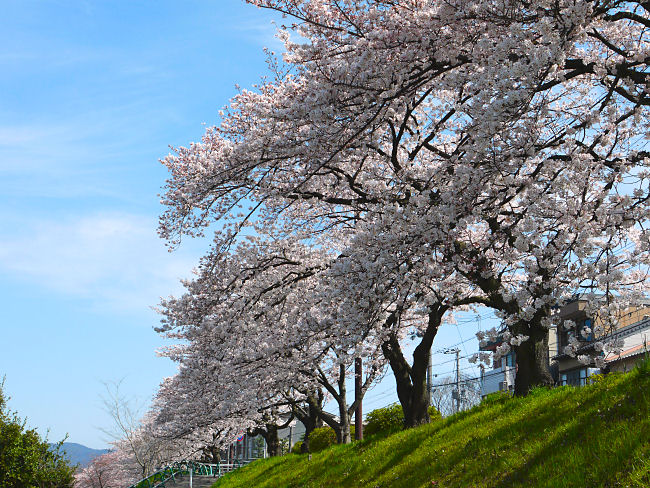  �����@�V����������]�ނƂ��̂悤�ȍ����؂ɂȂ��Ă��܂��B�@