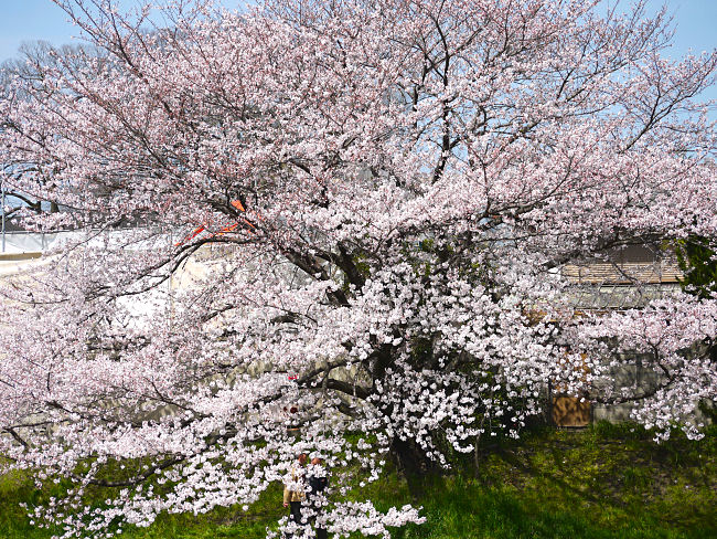 �@�����@�Ί݁i�����j�����؂ł��B