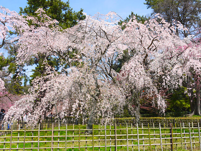 �@���s�䉑�@�䉑�̖k���p�ɋ߉q�@�Ղɂ͎}�������炢�Ă��܂��B�䉑���̈�Ԃ̌��ǂ���ł��B�@