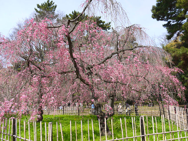 �@���s�䉑�@�@�s���N�F�̎}�����͂����ł���ˁB�@