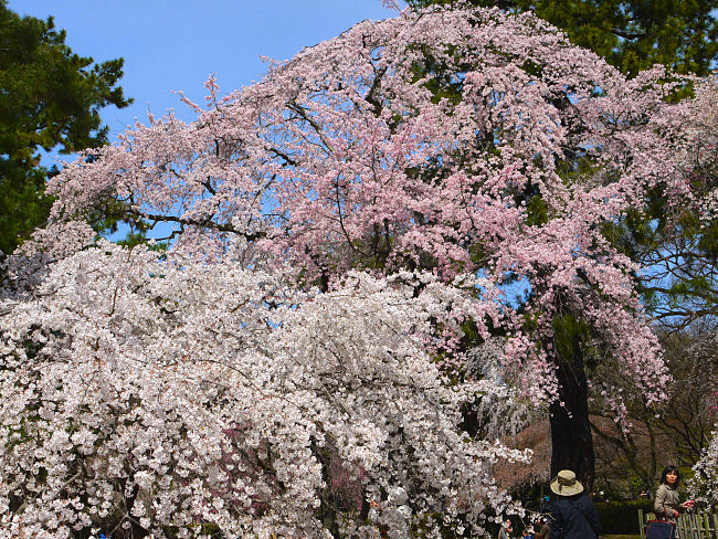 �@���s�䉑�@�@�}�����̍g���ł��B�@