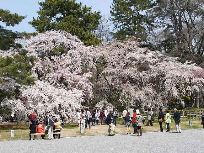 �@���s�䉑�@�@�߉q�@�Ղ̎}�����ł��B�@