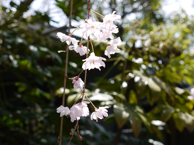 �@���s�䉑�@�}�����̃A�b�v�ʐ^�����ł͂���܂���B�@�ē��ɂ͂��̂悤�ɏ�����Ă���܂��B�u��d���d�̎}�����@����̍L�򂠂���Ō�����܂����B�܂����̒��ɂ́A���\�{��������܂���B�v�@�Ƃ������ƂŋM�d�Ȏ}�����ł��B�@