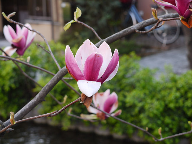 �@������@�ؘ@���炢�Ă��܂����B�@