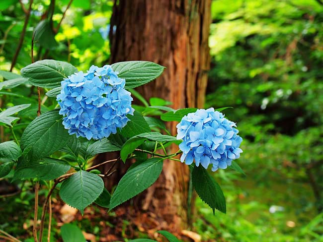 　ここからは、久米寺の紫陽花園です。　