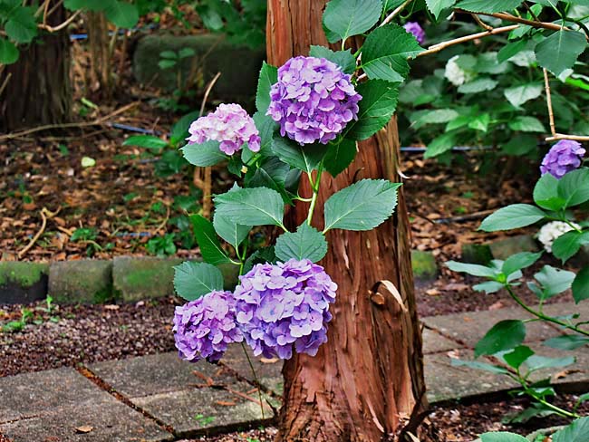 　それほど大きなアジサイ園ではありませんが、趣のあるアジサイ園でもあります。　