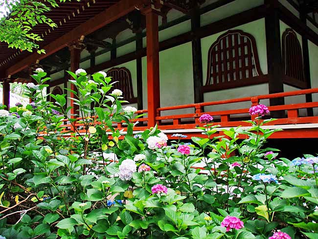 　色とりどりの紫陽花に建物・・・・　寺院のアジサイですね。　