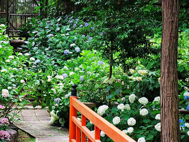 　紫陽花園のところどころに、寺院らしい建造物が写ります。　