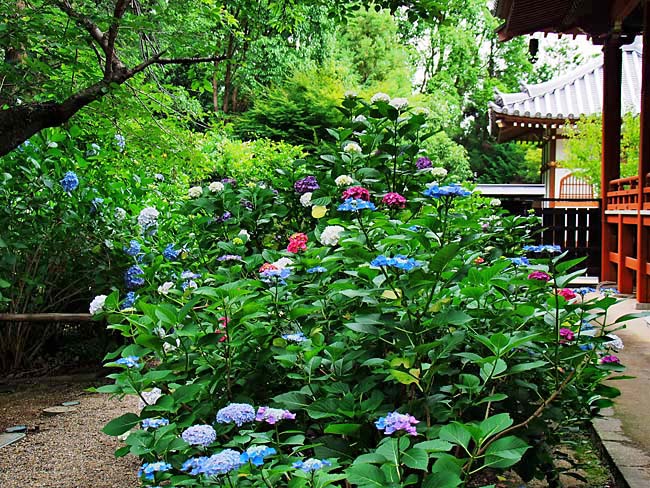 　赤・青・白・紫・・・色彩豊かなアジサイです。　