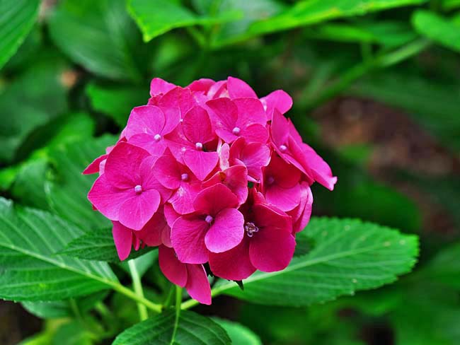 　きれいな赤色の紫陽花です。　