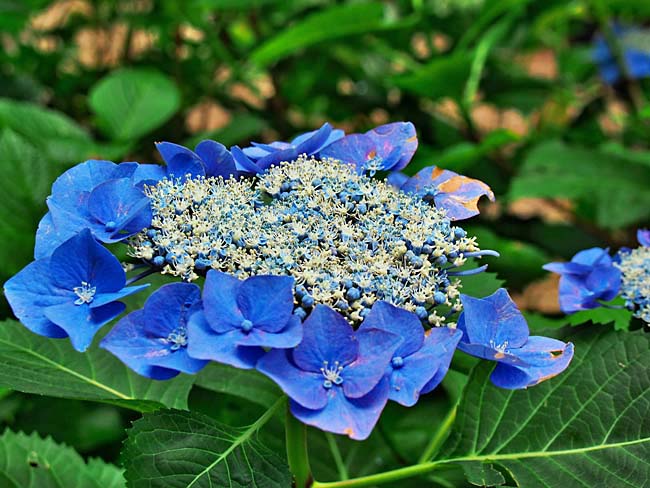 　「ガクアジサイ」です。　