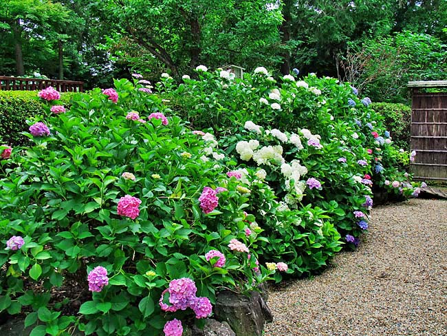 　色彩豊かなアジサイです。　