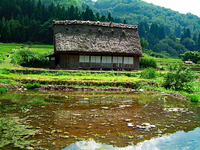 　田圃の中にも民家があります。日本の原風景ですね。　