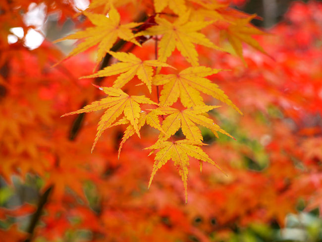 　モミジをバックにモミジを撮して見ました。　