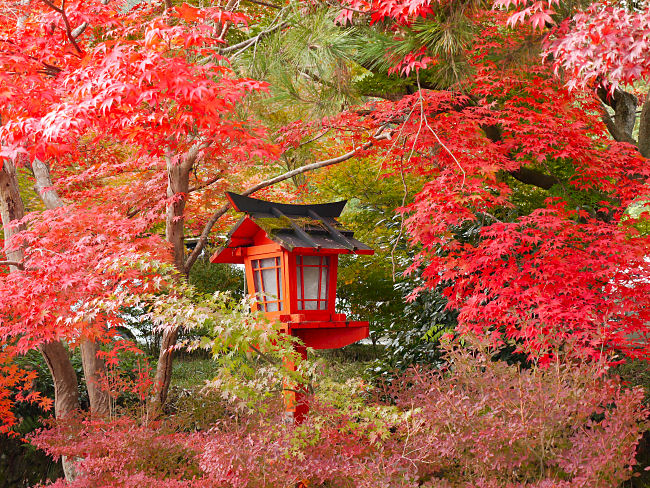 　モミジに囲まれた雪洞です。　