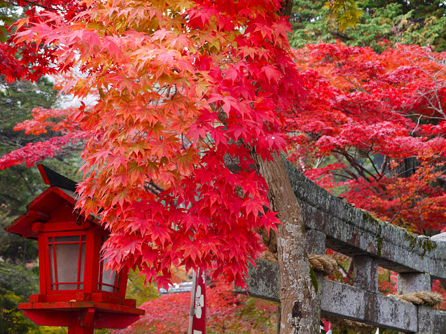 　モミジと鳥居と雪洞。三点セットで撮せるのは、なかなか無いものです。　