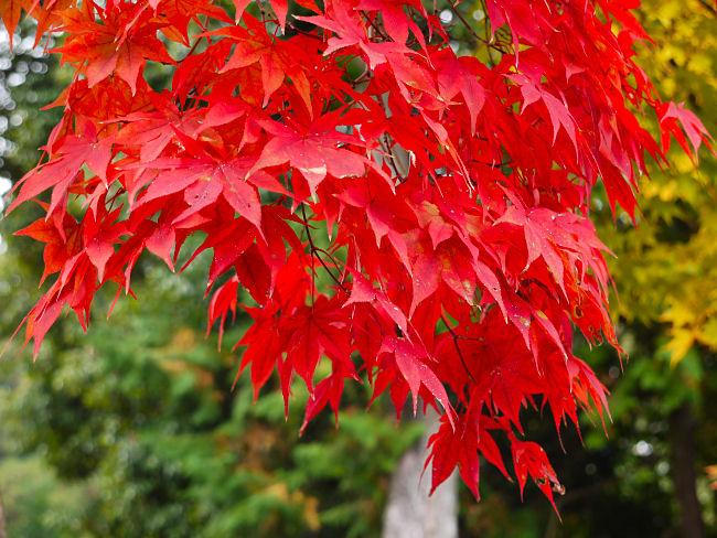 　紅葉のアップ写真ですが、アップにすると鍬山神社のモミジである必然性がなくなります。　