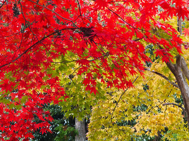 　紅葉のアップ写真です。　