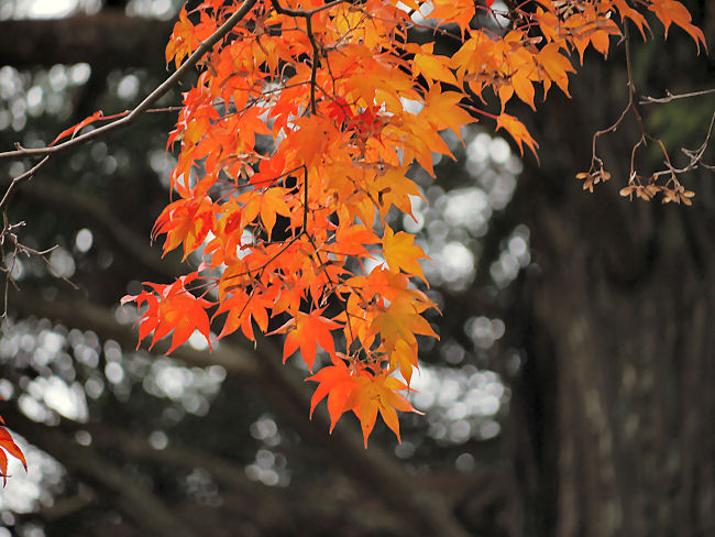 　アップ写真その３。　