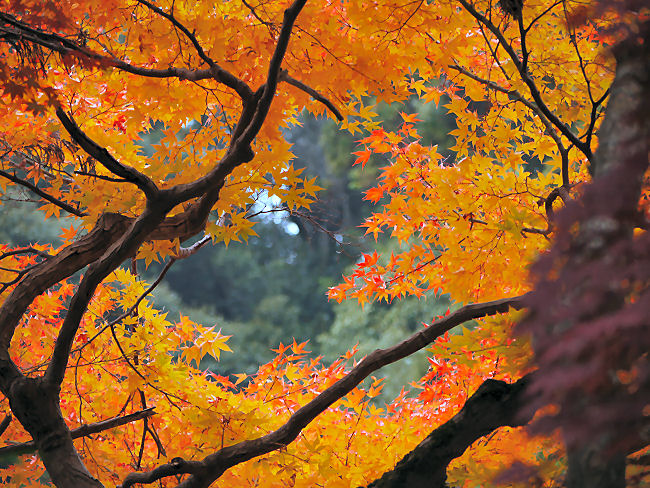 　紅葉の真ん中にポッカリ空いたところから、遠くの木々を撮して見ました。青空の方がモミジが映えたかもしれません。　