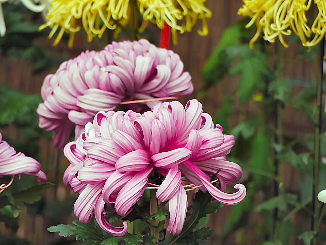 　菊が展示されていました。秋の花を代表するものですよね。　