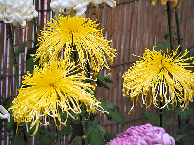 　菊作りは、土作りと言われていますが、このような大輪の菊に仕立てるには、培養土作りに丹精を込めないと咲かないようです。　