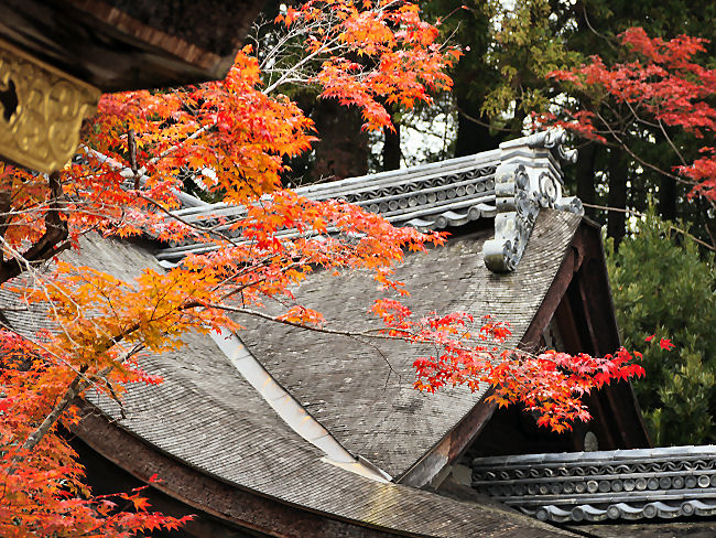 　本殿の屋根をバックにモミジを撮して見ました。紅葉が映えるようです。　