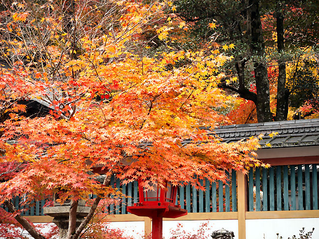 　鍬山神社のモミジ　
