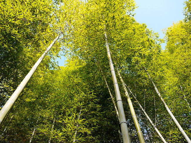 　けいはんな記念公園は、無料地域と有料地域に別れています。前者の竹林です。　