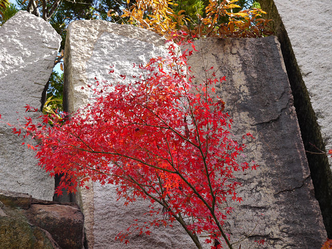 　有料の「水景園」です。水景園は、①園芸ゾーン　②大地ゾーン　③里のゾーン　④芽ぶきの森・永谷池と４区分されています。　