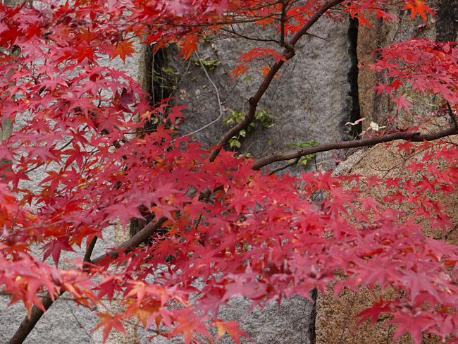 　紅葉と巨石は、けいはんな記念公園ならではの光景です。　
