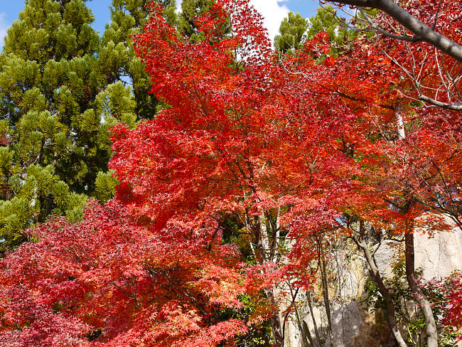 　これも巨石と紅葉です。　