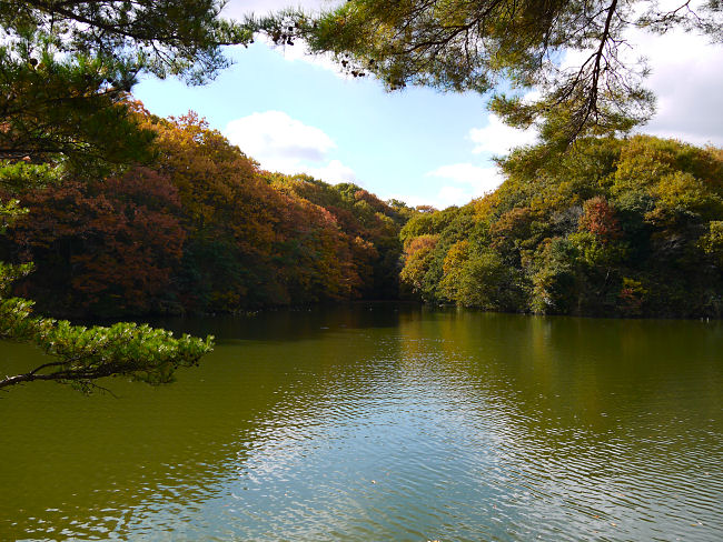 　永谷池を水辺の小道から撮しました。　