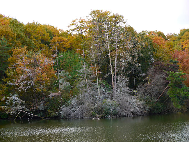 　対岸を見るとこのように樹木が白くなっています。近寄れないので何故白くなっているのかわかりませんでした。　