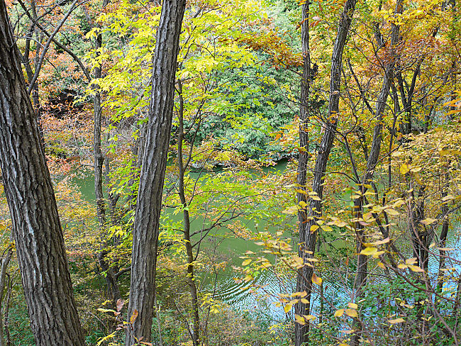 　永谷池「こもれびの道」から撮しました。　