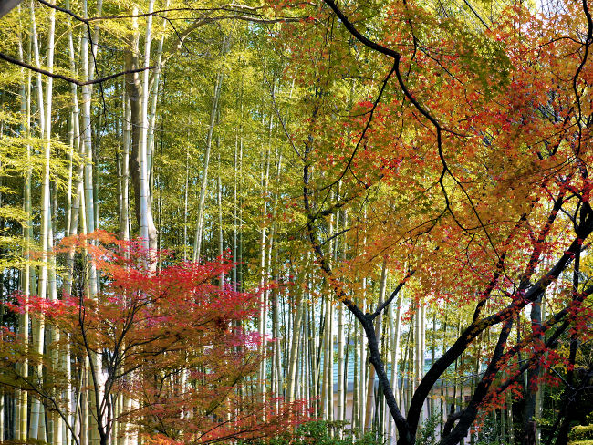 �@�{�a�̎��͂́A�|�тƍg�t�Ɉ͂܂�Ă��܂��B�@