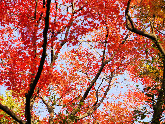 �@�{�a���͂̍g�t�ł��B�@