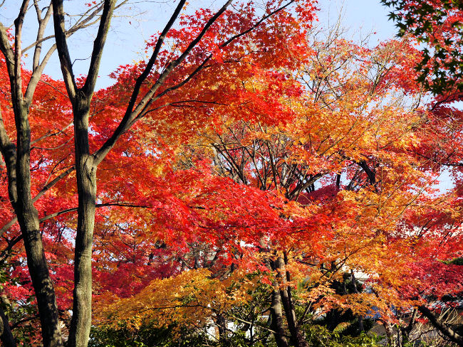 �@�{�a���͂̍g�t�ł��B�@