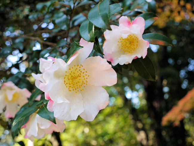 �@�g�t�����ł͂Ȃ��R���Ԃ��炢�Ă��܂����B�@